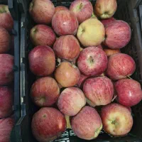 سیب آبدار شرین ارگانیک محصول باغ خودمونه|خوردنی و آشامیدنی|قم, آزادگان|دیوار