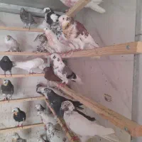 کفتر|پرنده|تهران, استاد معین|دیوار