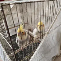 عروس هلندی دوکت