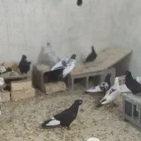 فروش کبوتر