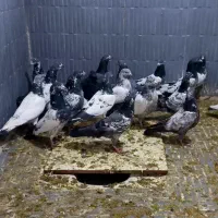 ۲۰ عدد کبوتر تیدی بلند پرواز