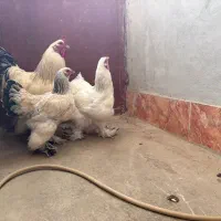 مرغ و خروس برهما