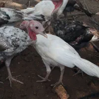 بوقلمون سرحال و چاق