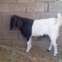 گوسفند بربری|حیوانات مزرعه|مهرستان, |دیوار