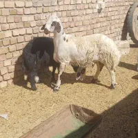 تعداددوعددبره بفروش میرسد