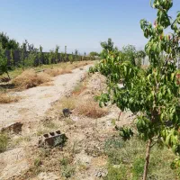 باغ|فروش زمین و ملک کلنگی|مشهد, تبادکان|دیوار