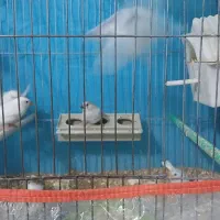 فنچ بالغ وجوجه|پرنده|فردوس (خراسان), |دیوار