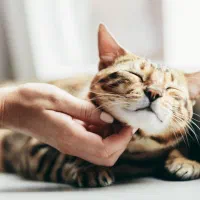 کلاس زبان و گربه تراپی