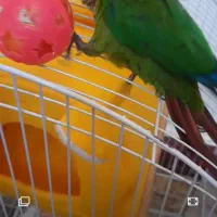 گرینچیک گمشده