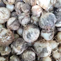 موسیر کوهی تازه