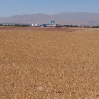 فروش زمین زراعی دیمی