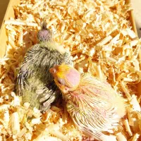 جوجه سرلاکی عروس هلندی