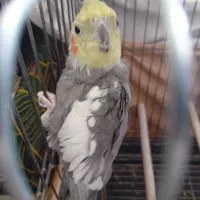 عروس هلندی مولد|پرنده|پاکدشت, شهرک امام رضا|دیوار