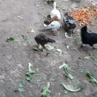 فروش مرغ جوجه|حیوانات مزرعه|جوانرود, |دیوار