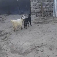 دو تا بز غاله پنج میلون هشست|حیوانات مزرعه|مشگین شهر, |دیوار