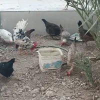 مرغ و خروس اصیل تخم گذار|حیوانات مزرعه|بندر امام خمینی, |دیوار