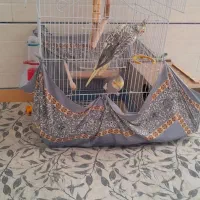 عروس هلندی معاوضه کفترنقش|پرنده|راور, |دیوار