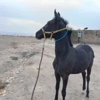 اسب