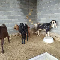 بز بزغاله دار پاکستانی|حیوانات مزرعه|گنبد کاووس, |دیوار