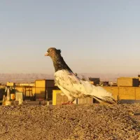 کبوترسینه سیاه  کله سبز ساده کاکل طوقی شازده سرور|پرنده|مشهد, امیریه|دیوار