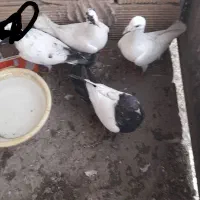 جوجه و کفتر