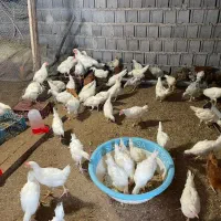 جوجه گوشتی راس ۴ منفی جوجه مرغ خروسک هلندی