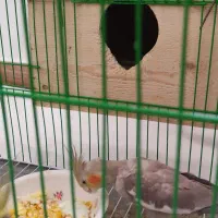 عروس هلندی مادر و پدر|پرنده|رشت, گلزاران|دیوار