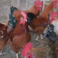 فروش خروس سنگین وزن گلپایگانی|حیوانات مزرعه|کلارآباد, |دیوار