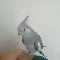 پرنده دستی با قفس