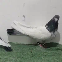 کبوتر|پرنده|درگزین, |دیوار