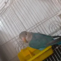 کوتوله برزیلی