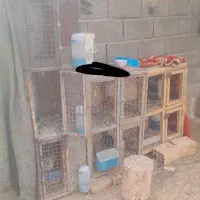 جفت کنن کفتر کبوتر|لوازم جانبی حیوانات|آباده, |دیوار