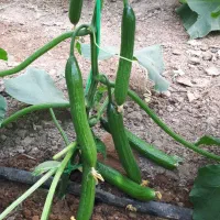 فروش گلخانه|فروش دفتر صنعتی، کشاورزی، تجاری|اشکذر, |دیوار