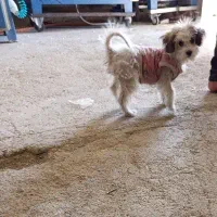 سگ باهوش|سگ|سقز, |دیوار