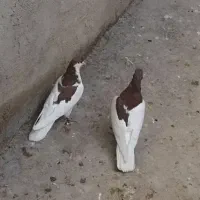 کبوتر پرشی|پرنده|بشاریات, |دیوار