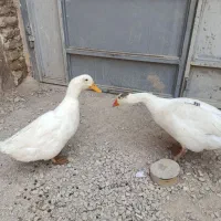 دو عدد غاز و اردک ماده