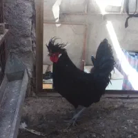 خروس لهستانی