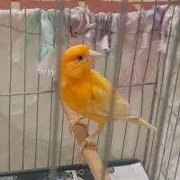 قناری ماده اماده پرتقالی جوان صاف و اتو کشیده|پرنده|گلستان (تهران), |دیوار