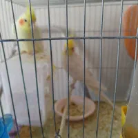 جفت عروس هلندی|پرنده|زرند, |دیوار