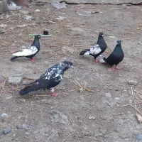کبوتر|حیوانات مزرعه|بندر انزلی, پیل علی باغ|دیوار