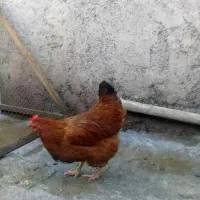 ۲۰ عدد مرغ محلی تخم گذار برای فروش|حیوانات مزرعه|رشت, حومه رشت|دیوار