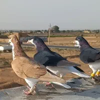 سیاپوش