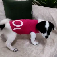 سگ  اشپیتز|سگ|محمدشهر, محمدشهر|دیوار