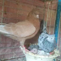 فروش بیله کفتر رنگی ۳۵ تومن