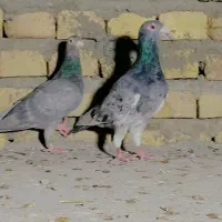 طوقی رنگی، سرور، ریش|پرنده|یزد, |دیوار