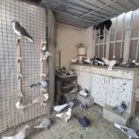 کفتر|پرنده|شیراز, شیشه‌گری|دیوار