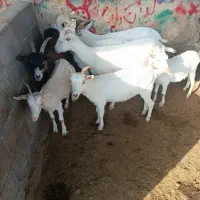 ۵عدد بزخارجی