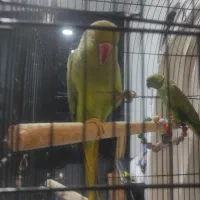 طوطی ملنگو دستی و بازیگوش