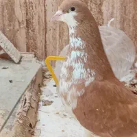 کفتر کبوتر