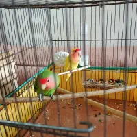یک جفت طوطی برزیلی|پرنده|مشکین‌دشت, |دیوار
